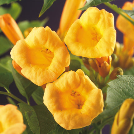 Trumpet flower - Campsis Radicans Flave - Flower Yellow - ↕40cm - Ø11cm - 2x