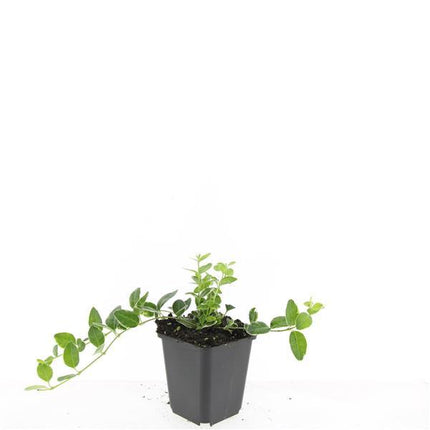 Vinca minor 'Argenteovariegata' - Pervinca - ↕10-25cm - Ø9cm - 48x