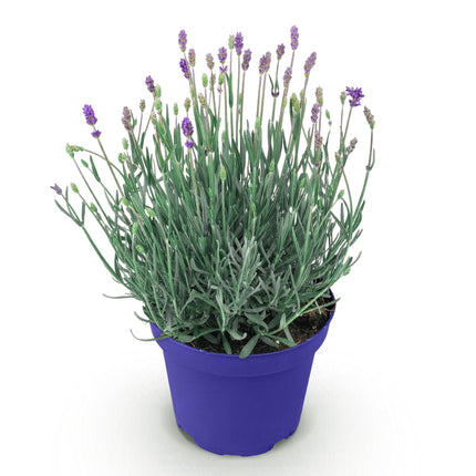 Lavandula angustifolia Hidcote - Lavender - ↕20-25cm - Ø12cm