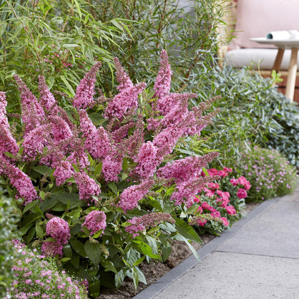 Buddleja davidii Sommerfuglebusk Lille Lyserød - Sommerfuglebusk - Kompakt - Lyserød - ↕20-25cm - Ø12cm - 3x