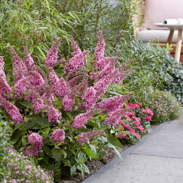 Buddleja davidii Butterfly Candy Little Pink - Butterfly Bush - Compact - Pink - ↕20-25cm - Ø12cm - 3x