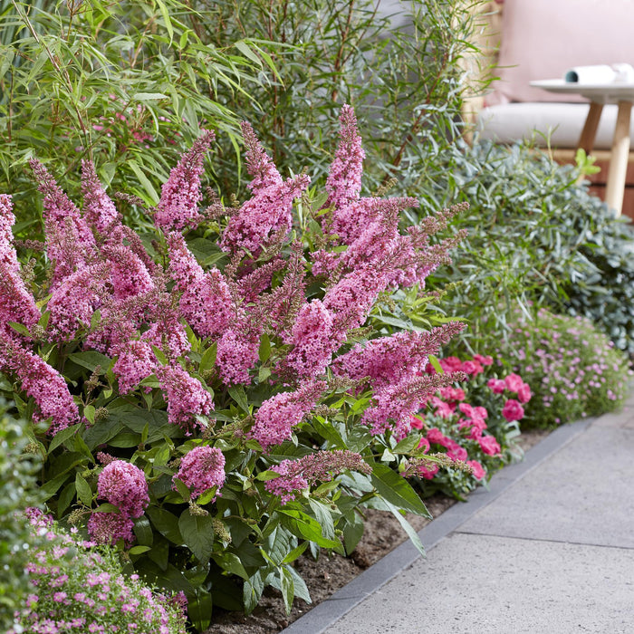 Buddleja davidii Butterfly Candy Little Pink - Vlinderstruik - Compact - Roze - ↕20-25cm - Ø12cm - 3x