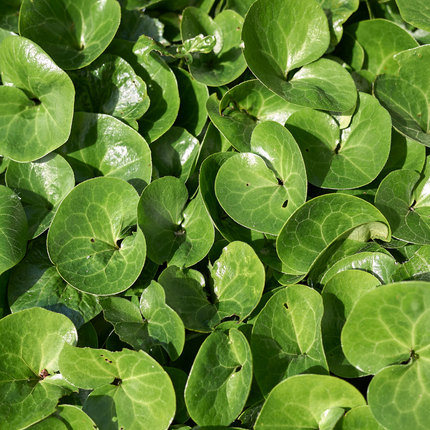 Asarum europaeum - Mansoor - ↕10-25cm - Ø9cm - 12x