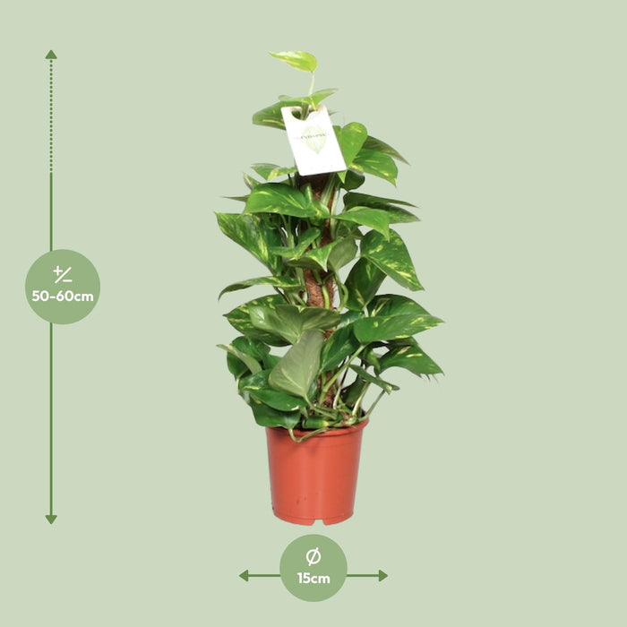 Epipremnum Aureum  - ↕60cm - Ø15cm