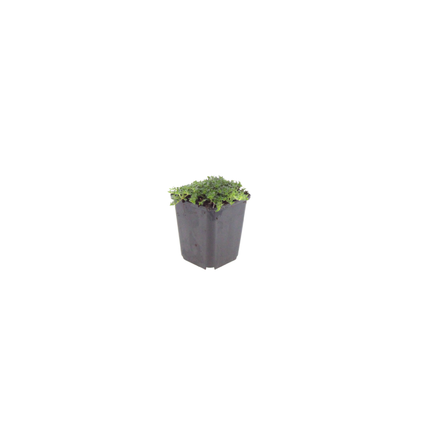 Thymus praecox 'Albiflorus' - Kruiptijm - ↕10-25cm - Ø9cm - 6x
