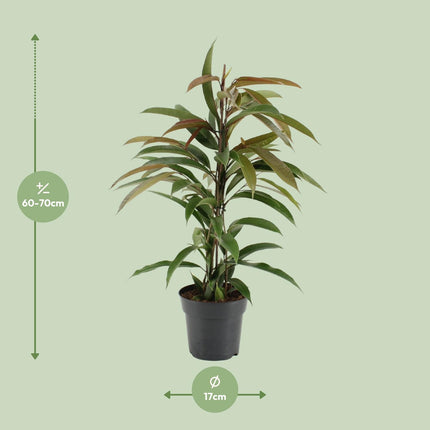 Ficus Binnendijkii Amstel King - ↕70cm - Ø17cm