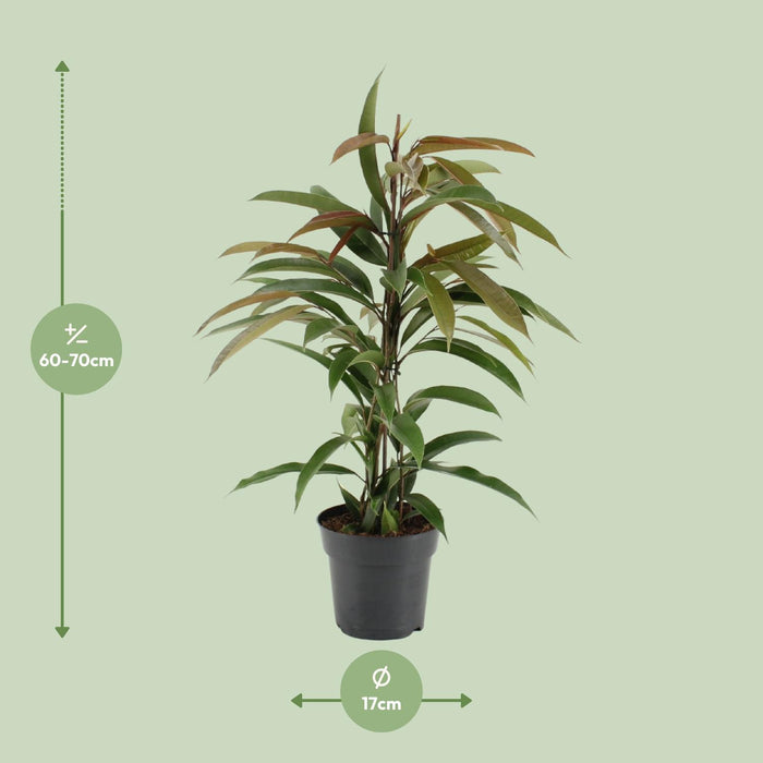 Ficus Binnendijkii Amstel King - ↕70cm - Ø17cm