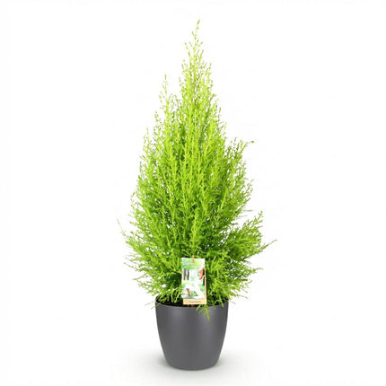 Cupressus Gold Crest Wilma - Nåletræ indenfor - med grå urtepotte - ↕85-95cm - Ø21cm