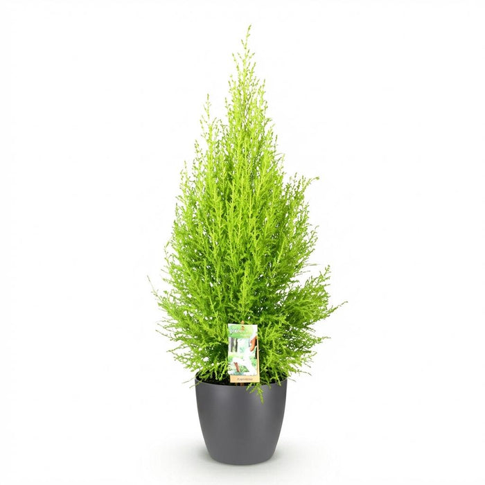Cupressus Gold Crest Wilma - Kamer conifeer - met grijze plantenpot - ↕85-95cm - Ø21cm