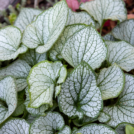 Brunnera macrophylla 'Jack Frost' - Caucasian forget-me-not - ↕10-25cm - Ø9cm - 6x