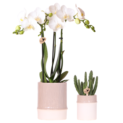 Kolibri Company | Bamboo Plant Set | White Amabilis orchid Ø9cm + green plant incl. ceramic decorative pots