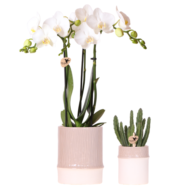 Kolibri Company | Bambus plantesæt | Hvid Amabilis orkidé Ø9 cm + grøn plante inkl. dekorative keramiske potter