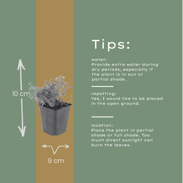 24x Galium odoratum - ↕10-25cm - Ø9cm
