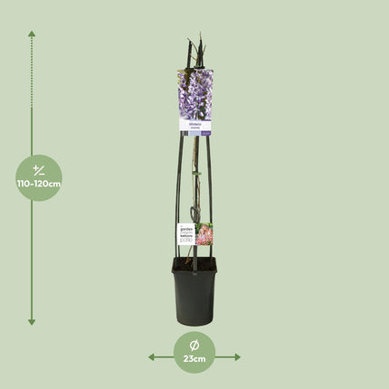 Wisteria Sinensis + Light Label - ↕115cm - Ø23cm