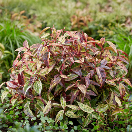 Leucothoe Makijaz - Bruin - 2 Planten - Groenblijvend - Weinig Onderhoud - Pot 17cm Hoogte 45cm
