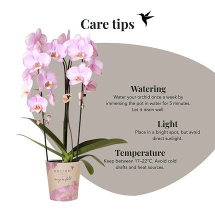Kolibri Orchids | Combi Deal - 2 Roze Phalaenopsis Orchideeën Niagara Fall Xanion - Ø12 cm