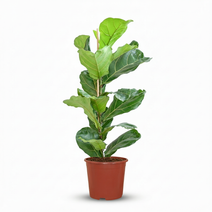 Ficus Lyrata - Vioolbladplant - ↕75-85cm - Ø21cm