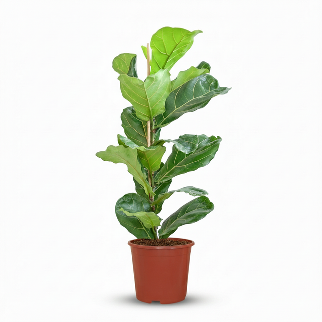 Ficus lyrata - Plante à feuilles de violon - ↕75-85cm - Ø21cm