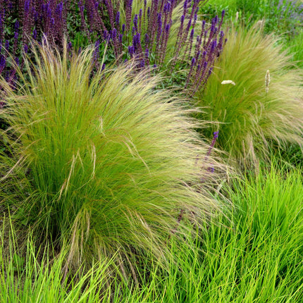 Stipa Tenuissima 'Ponytails' - Federgras - ↕50cm - Ø17cm