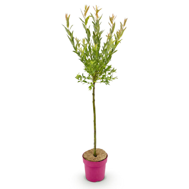 Salix Flamingo - Flamingo Wilg op stam - Ø19cm - ↕90-100cm