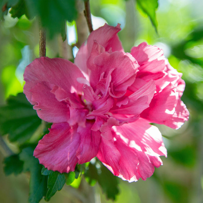 Tuinplant - Hibiscus syriacus Magenta Chiffon® - Plant op stam - Terras Plant - Bladverliezend - Weinig Onderhoud - Pot 19cm Hoogte 90cm