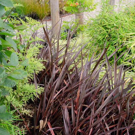 Phormium 'Rubra Nana' - Ø14cm - ↕50cm