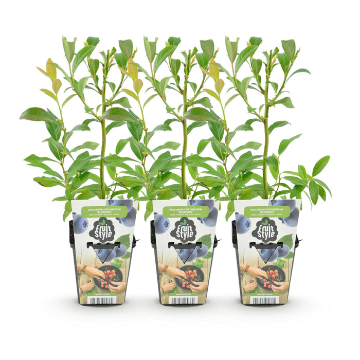 Myrtille - Vaccinium corymbossum Bluegold - Rustique - 3 plants - Pot de 9 cm - Myrtille