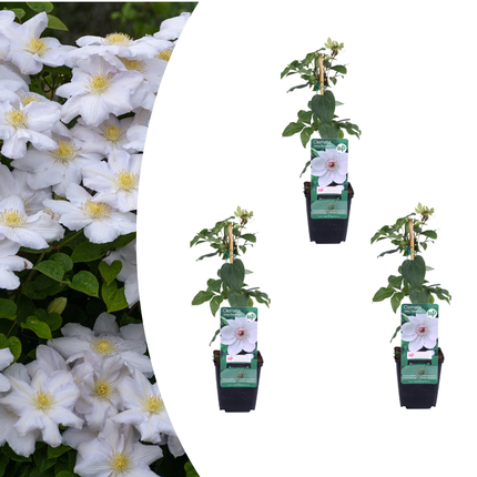 Clematis ‘Miss Bateman’ 3x – P9 pot – elegante witte bloeiende klimplant