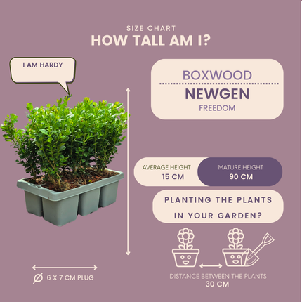 Buxus NewGen Freedom – opakowanie 4x6 – wytrzymałe krzewy zimozielone 24 x Ø7 cm – ↕15 cm – kompaktowy bukszpan
