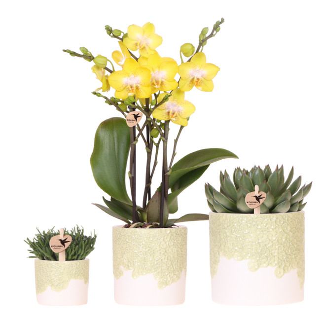 Kolibri Company | Bloom Green plantesæt | Gul Albenga orkidé 9 cm + grønne planter inkl. dekorative potter