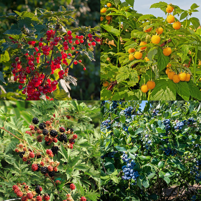 Fruit planten mix - Rode Bes, Gele Framboos, Zwarte Braam, Blauwe bes - 4 planten - Pot 11cm Hoogte 40cm