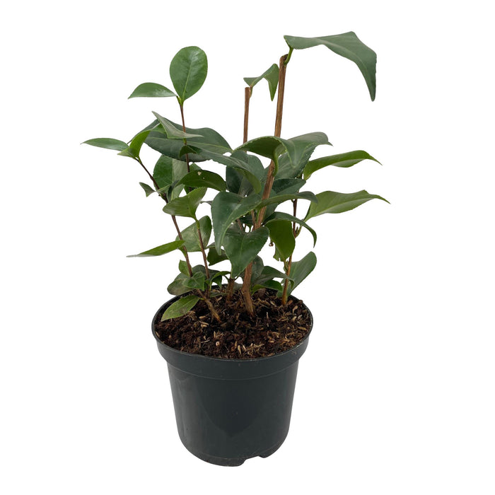 Camelia Japonica Tricolour - Heester - Bloem Roze, Wit en Rood - 3 Planten - 1 m2 - ↕30cm - Ø15cm