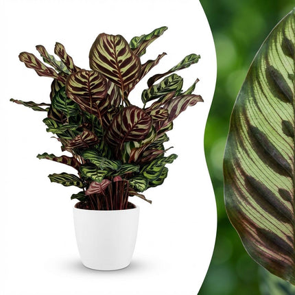 Calathea Makoyana - Påfugleplante - med hvid potte - ↕70cm - Ø19cm