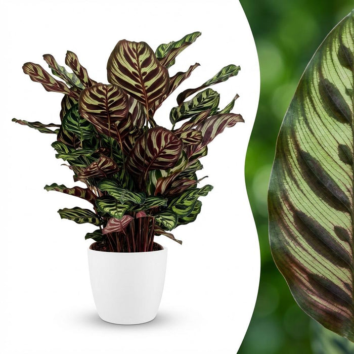 Calathea Makoyana - Pauwenplant - met witte pot - ↕70cm - Ø19cm