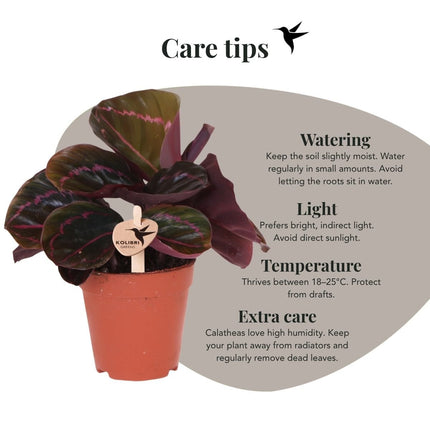 Calathea Dottie - Kolibri Greens - Ø9cm
