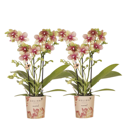 Kolibri Orchids | Combi Deal - 2 Oranje-Gele Phalaenopsis Orchideeën Mineral Grosseto - Ø9 cm