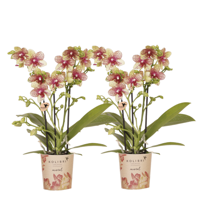 Kolibri Orchids | Combi Deal - 2 Oranje-Gele Phalaenopsis Orchideeën Mineral Grosseto - Ø9 cm