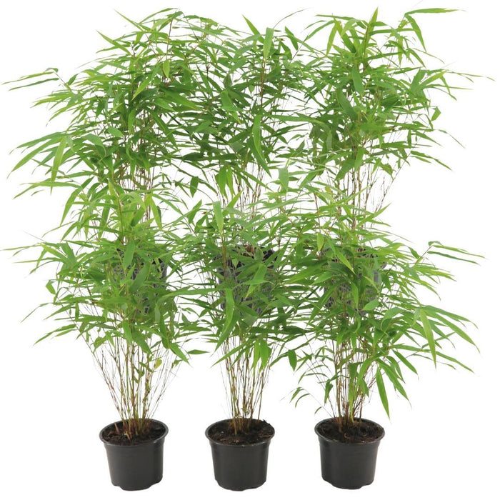 Fargesia Rufa - Bamboe - ↕25cm - Ø13 cm - 6x
