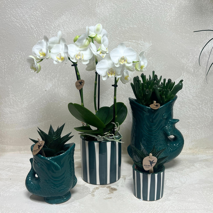 Set van witte orchidee Amabilis en succulenten in keramieken sierpotten - potmaat Ø9cm & Ø6cm | bloeiende kamerplant - vers van de kweker