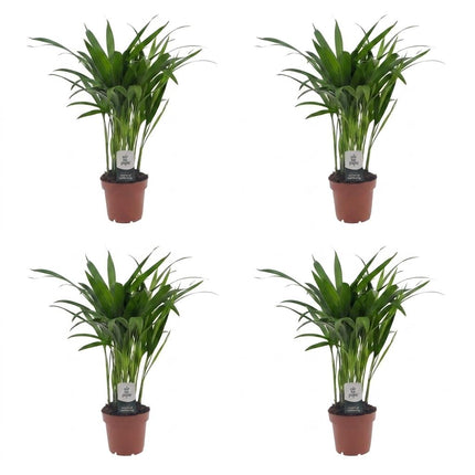 Areca Lutescens - Goudpalm - 4x - Pot 12cm - Hoogte - 45cm