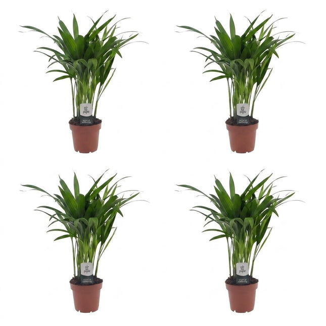 Areca Lutescens - Palma dorata - 4 piante - Vaso 12 cm - Altezza 45 cm