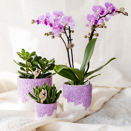 Kolibri Company | Bloom Purple Plant Set | Lilla Wienerorkidé + grønne planter inkl. dekorative potter