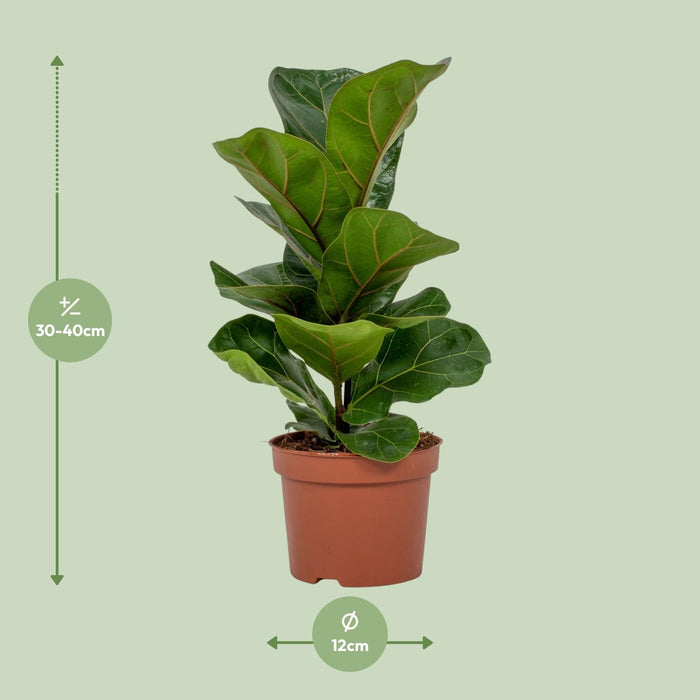 Ficus Lyrata - ↕30cm - Ø12cm