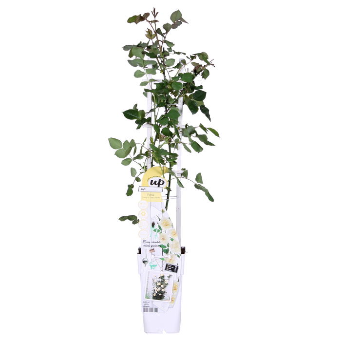 Rosa Crazy in love 'Vanilla' - Creme Roos - ↕65cm - Ø15cm