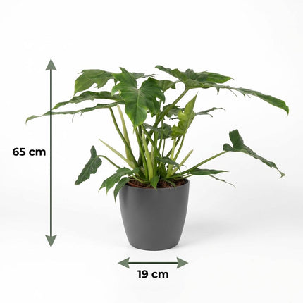 Philodendron Lacerum - met grijze pot - ↕65cm - Ø19cm