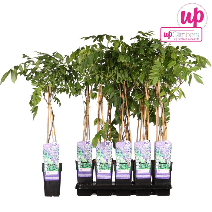 Wisteria sinensis 'Prolific' - Blauwe regen - ↕65cm - Ø15cm