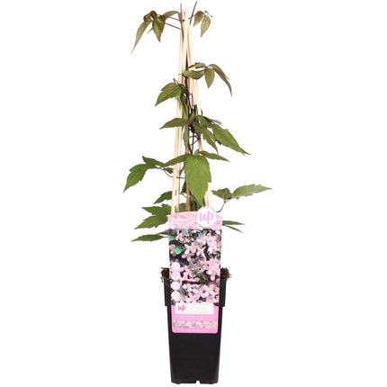 Clematis Montana 'Fragrant Spring' - Bosrank - ↕65cm - Ø15cm