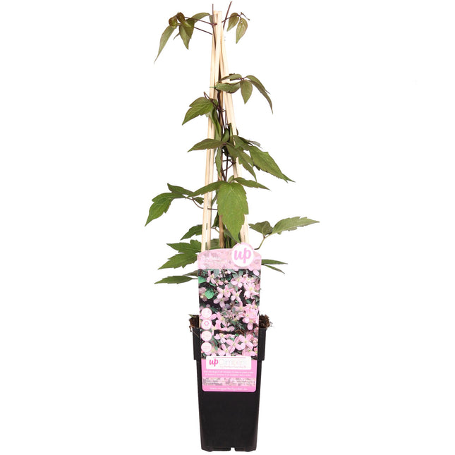 Clematis Montana 'Fragrant Spring' - Clematis - ↕65cm - Ø15cm