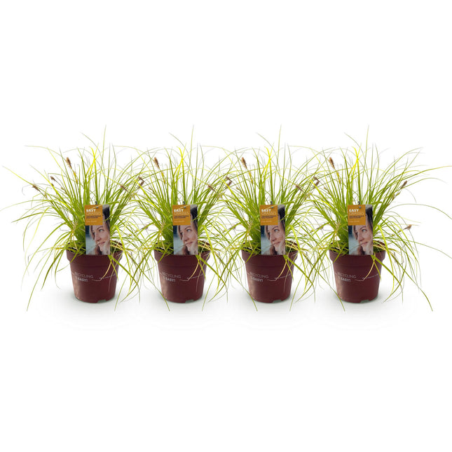 Carex oshimensis Everillo - Zegge - Geel - ↕50cm - Ø17cm - 4x