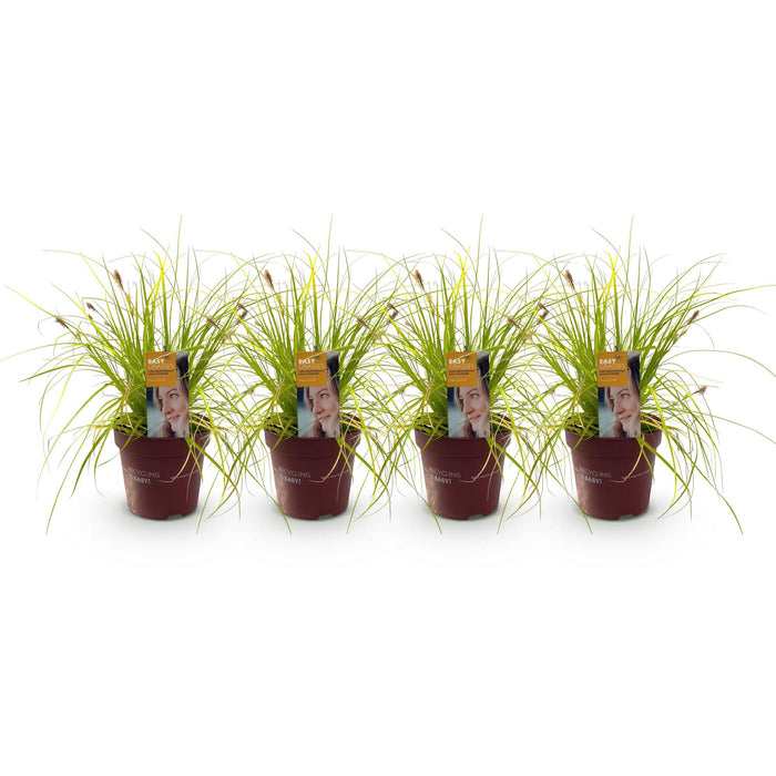 Siergrassen -  Carex oshimensis Everillo - Geel - 4 Planten - Bladhoudend - Weinig Onderhoud - Pot 17cm Hoogte 50cm
